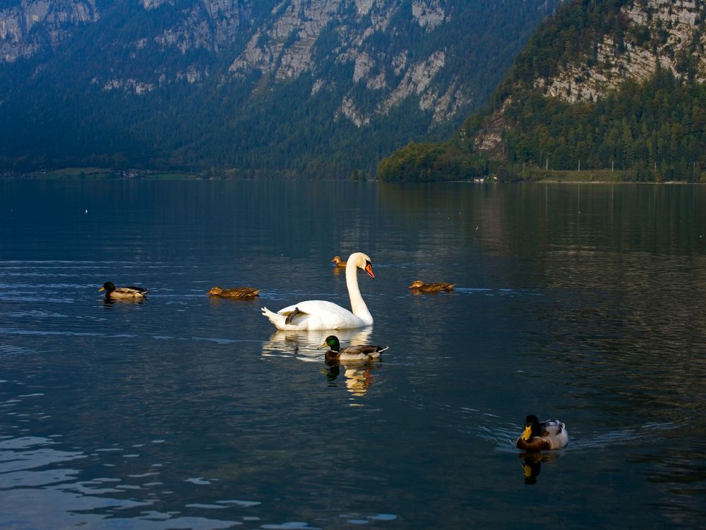 swan-hallstatt-steves.jpg