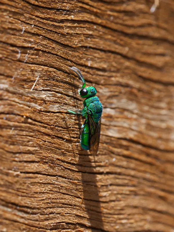 Emerald Wasp thumbnail