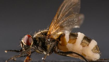 This Parasitic Fungus Turns Flies Into Zombie Insects
