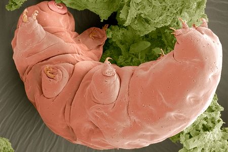 A tardigrade, seen here with an scanning electron microscope, is one of Earth's most durable creatures