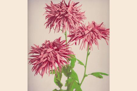 Kazumasa Ogawa, Chrysanthemum from Some Japanese Flowers. ca. 1894