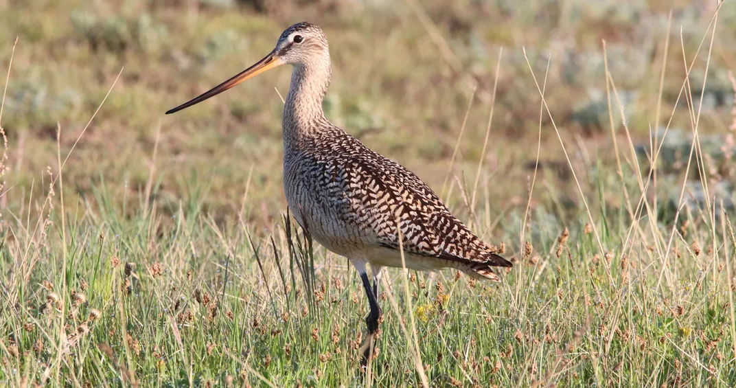Marbled godwit