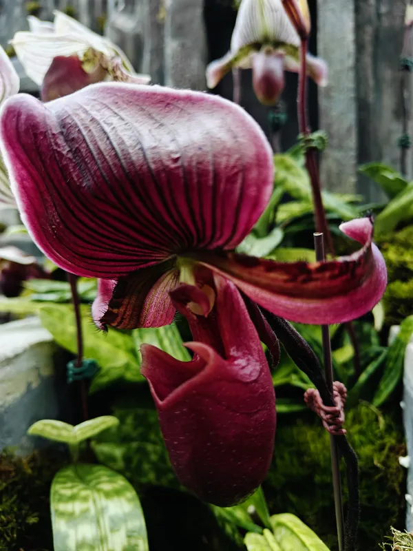 Paphiopedilum callosum thumbnail