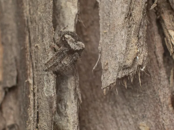 Love From a Spider thumbnail