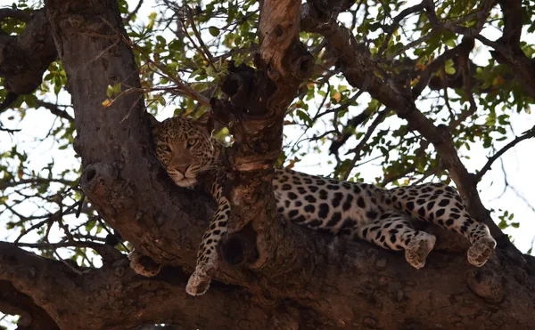 Leopard after Lunch thumbnail