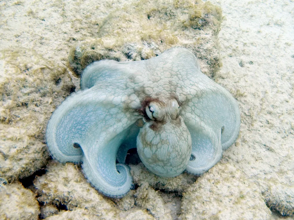 Brazilian reef octopus resting on some rocks underwater
