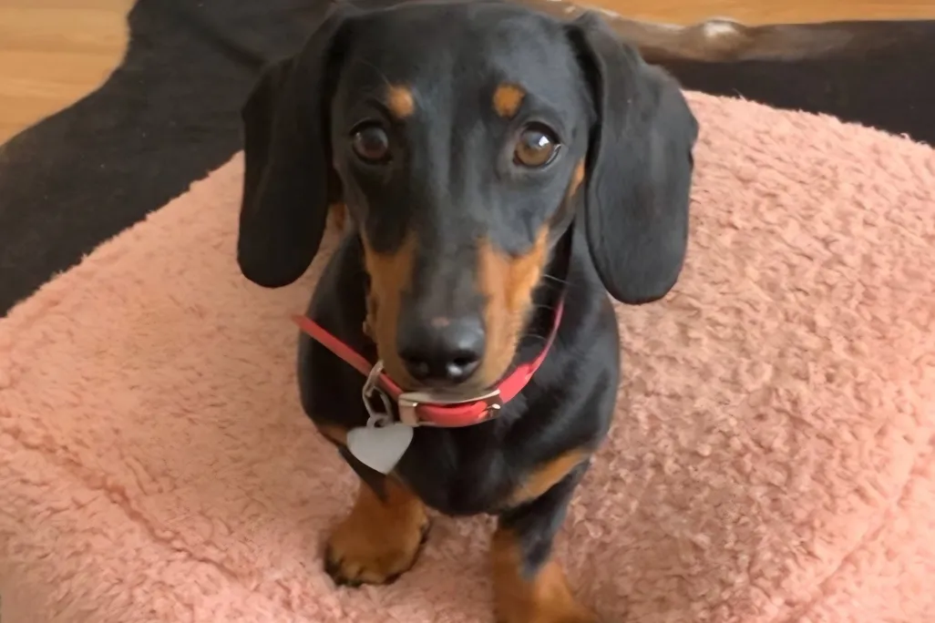 Small black dog with brown markings