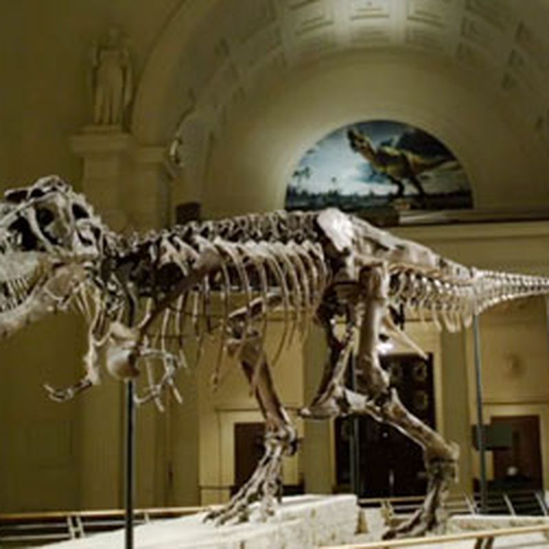 Waking the T. rex 3D: The Story of SUE - Field Museum