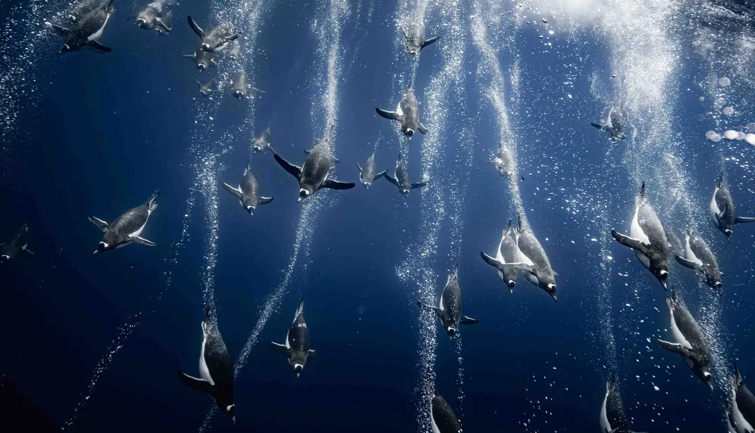 more than a dozen penguins dive together underwater, taken from underwater
