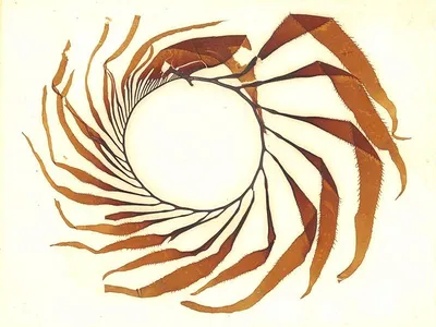 Historical pressings of seaweeds, such as this kelp, have proved to be a scientific boon for researchers.