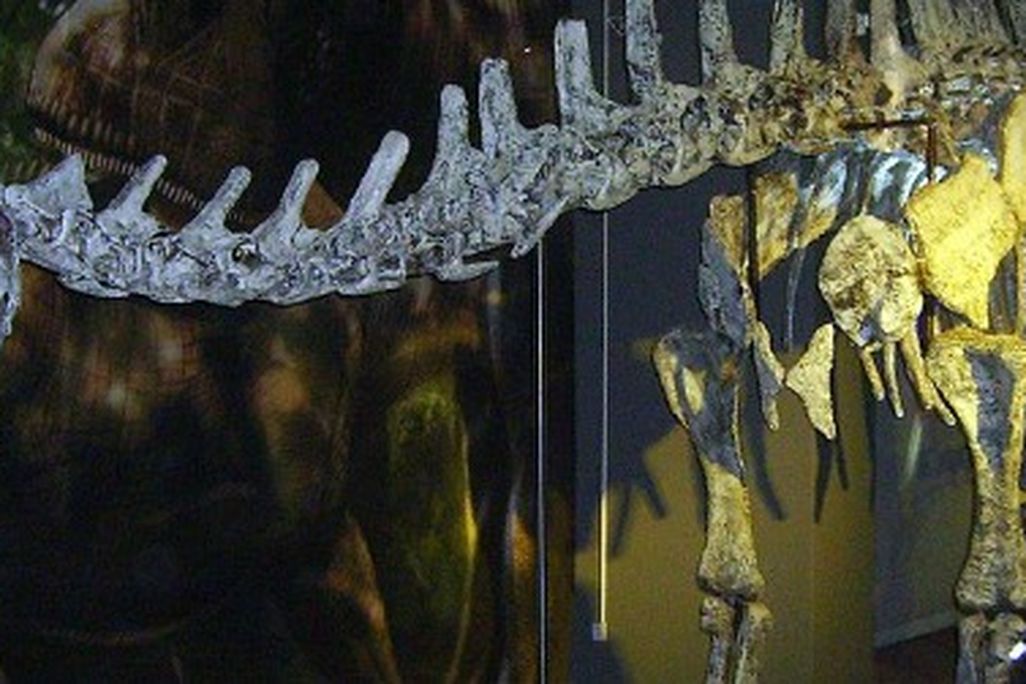 The rebbachisaurid Limaysaurus