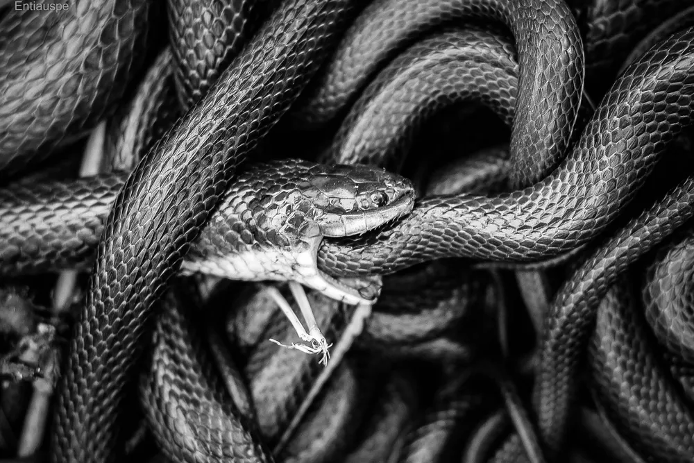 a black snake coiled all across the frame consumes another snake, their bodies looping around