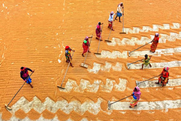 Paddy drying Field thumbnail