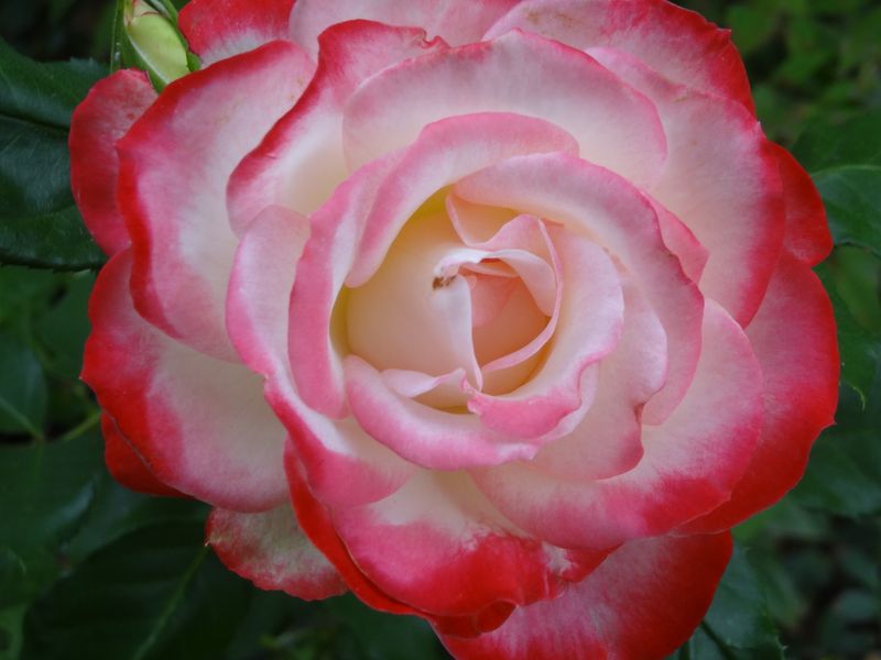 Rose in full bloom Smithsonian Photo Contest Smithsonian Magazine