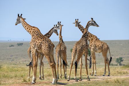Giraffes are just as astonishing on the inside as they are to look at. Standing up to 19 feet tall, they require enormously high blood pressure to pump blood up to the head, yet they suffer few, if any, of the consequences that people with high blood pressure would.