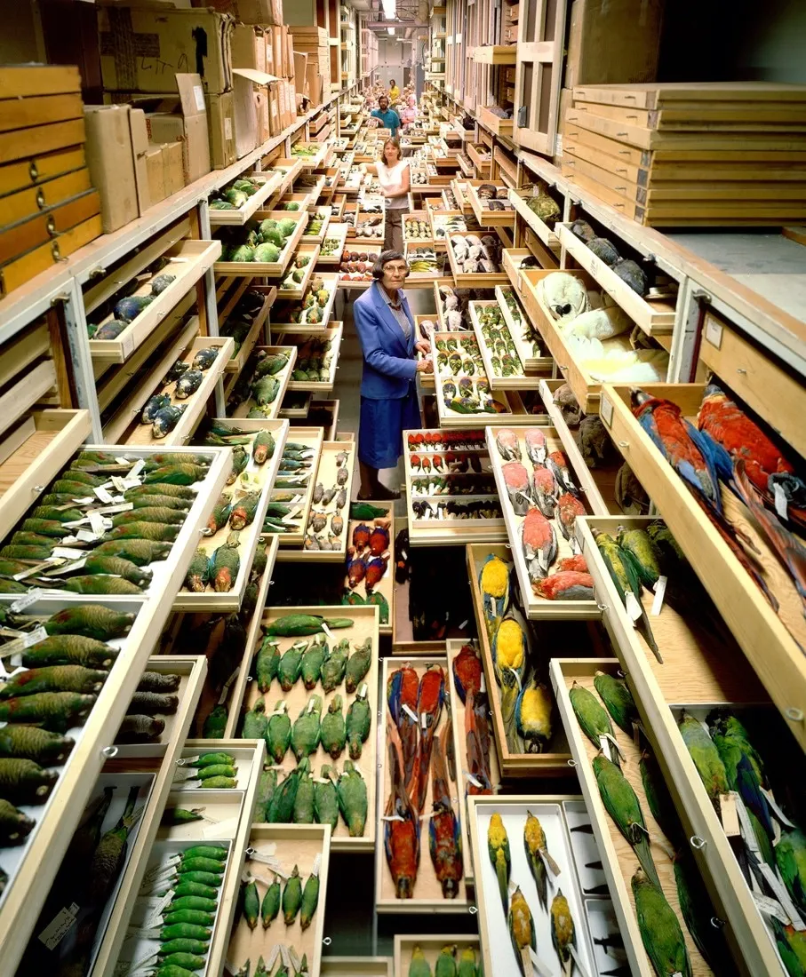 A rare look inside the Smithsonian's secret storerooms