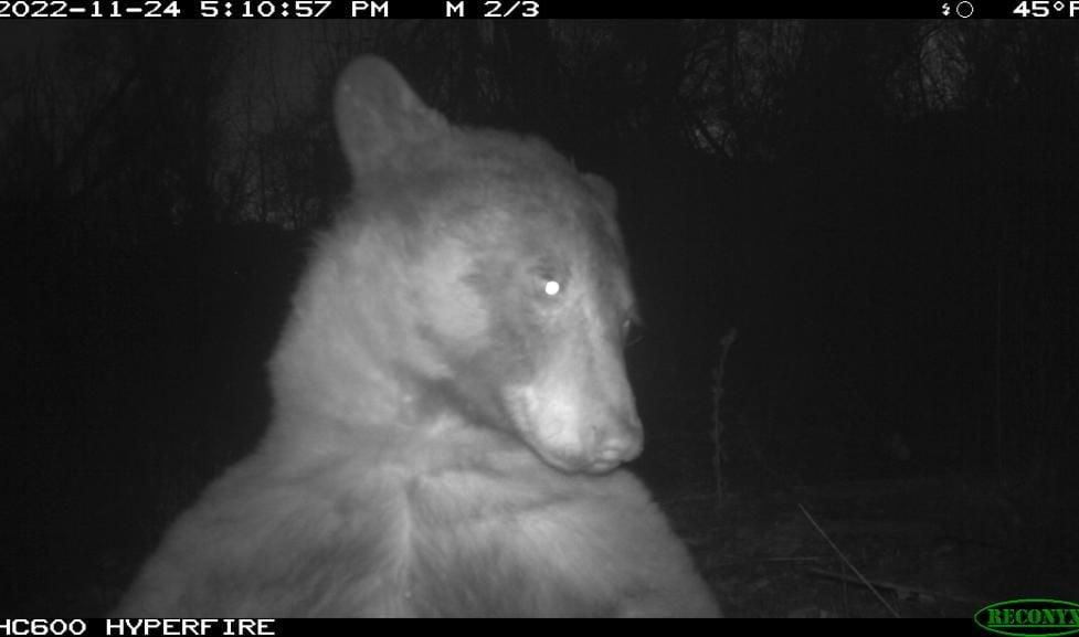 This Black Bear Took Hundreds of ‘Selfies’ on a Wildlife Camera