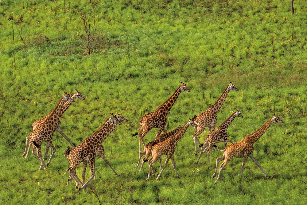 Nubian giraffes in South Sudan during an aerial survey in April 2023. The area is home to what is probably the planet’s largest land mammal migration.