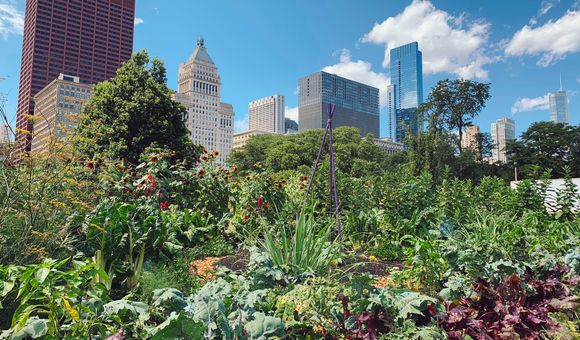 An urban skyline appears in the background with lush plants growing in the foreground