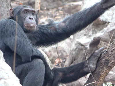 A high-ranking adult male chimpanzee rests in the dry and open woodland vegetation that dominates the Issa Valley savanna-mosaic habitat.