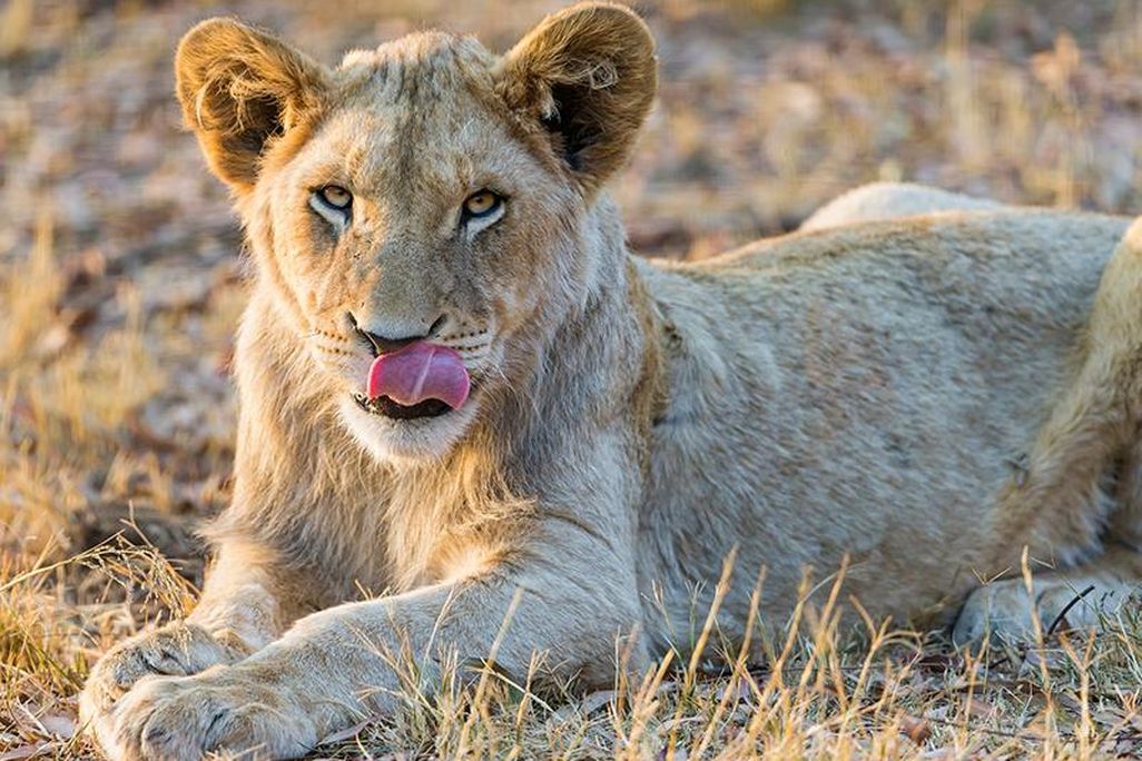 South African Lion
