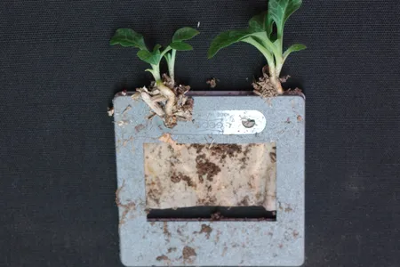 Unlike seeds of other plants, orchid seeds (above, a seed packet) do not contain the nutrition they need to sprout. They get it from fungi.