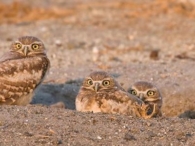 Burrowing owls are the only North American bird of prey that nests exclusively underground.