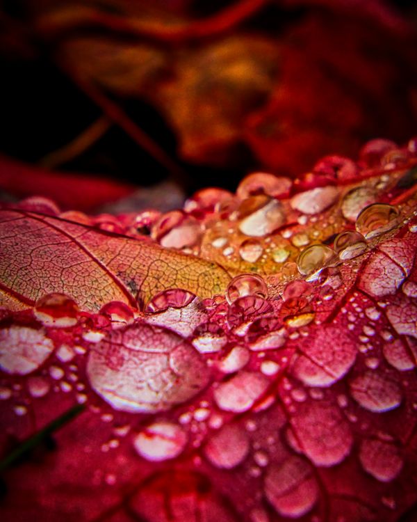 Beads of Water thumbnail