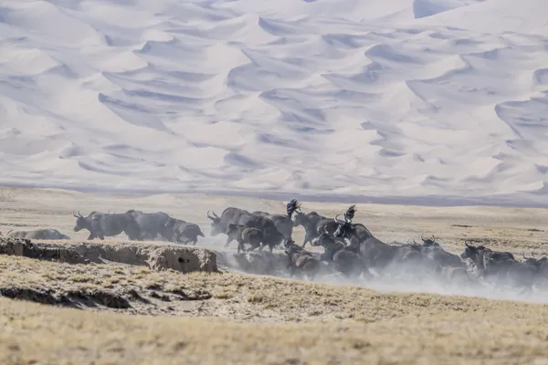 Journey in the wilderness thumbnail