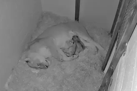 Nababiep and her cubs. 
