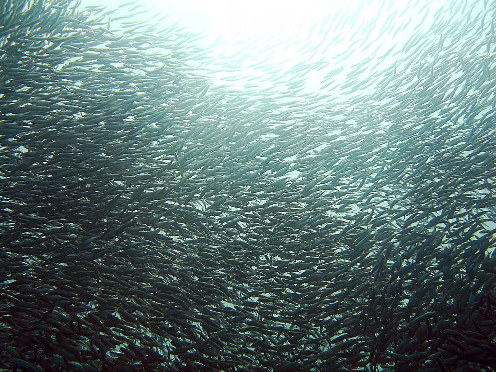 Sardines