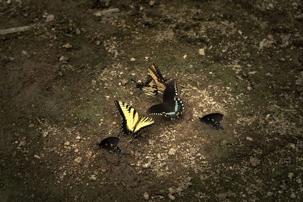 Butterflies "puddling" near the Duck River thumbnail