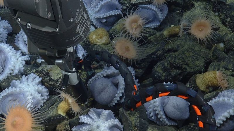 Thousands of octopuses gather off California to brood eggs at a warm spot :  NPR