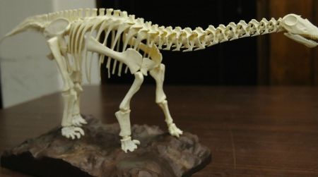 The reconstructed skeletal cast of the juvenile Apatosaurus that will go on display at the Sam Noble Museum