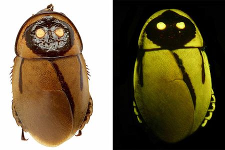 These glow-in-the-dark roaches have the goods.