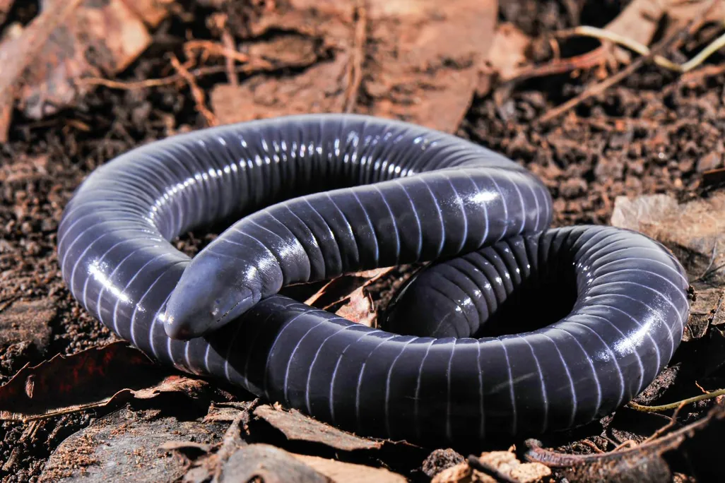 Caecilian