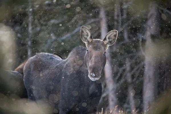 Moose enjoying first snow of the season thumbnail