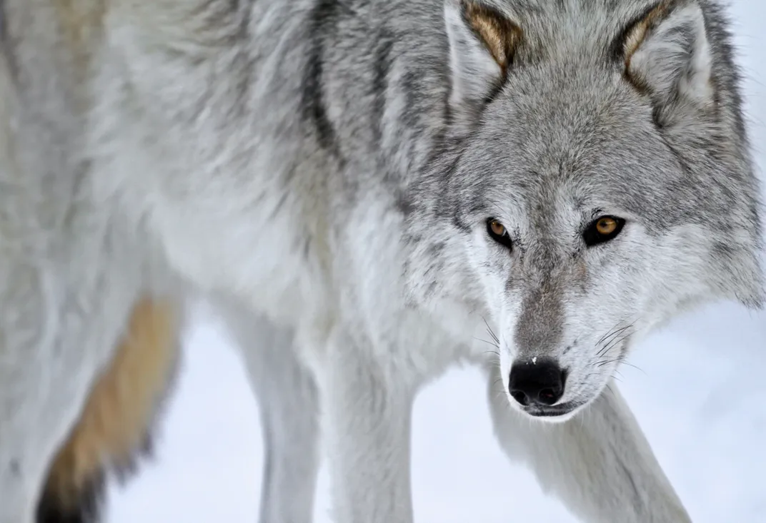 Lone Wolf | Smithsonian Photo Contest | Smithsonian Magazine