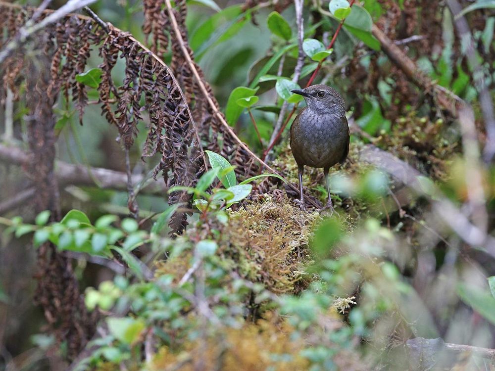 Taliabu Grasshopper-Warbler