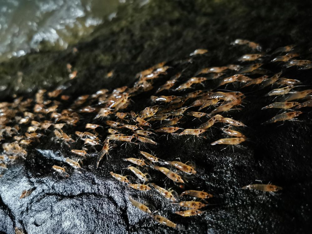 Shrimp parade in Thailand