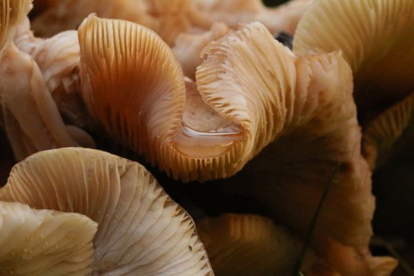 Fungus after the rain thumbnail