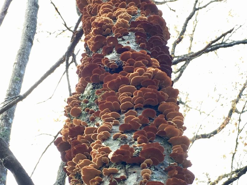 Shelf Fungus Smithsonian Photo Contest Smithsonian Magazine