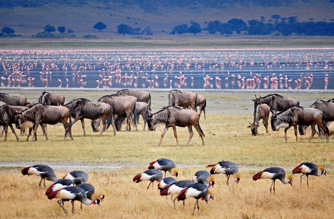 Wildebeest, cranes, and flamingos along the water, Ngorongoro Crater