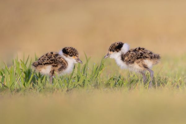 A Moment of Curiosity: Baby Masked Lapwings in the Grass thumbnail