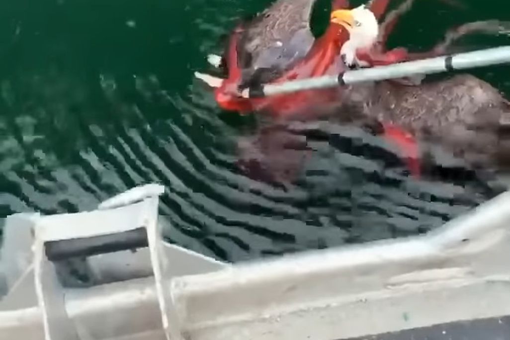 Eagle v. Octopus