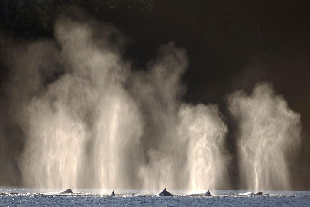 Humpback Whale Spouts