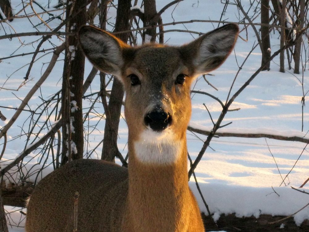 An image of a white-tailed deer standing in snowy forests, looking straight into the camera