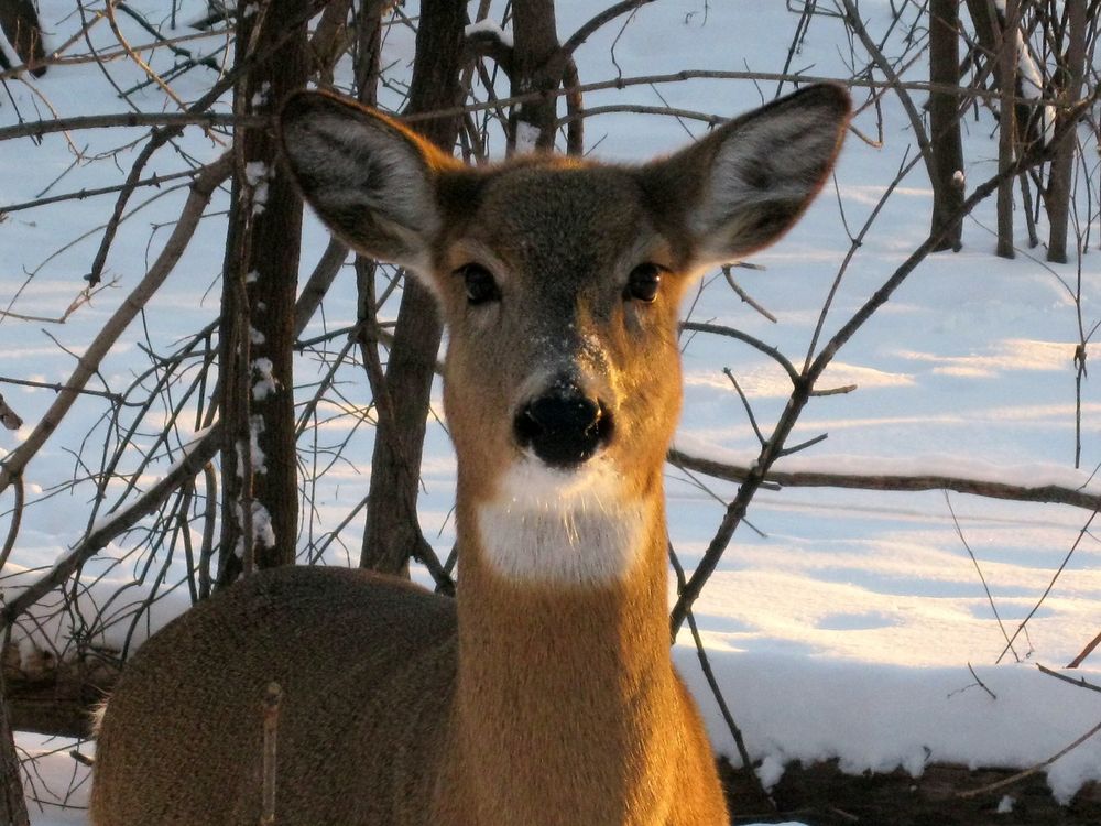 An image of a white tailed deer standing in snow-covered woods looking straight into the camera