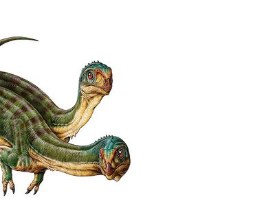 The Jurassic dinosaur Chilesaurus diegosuarez, a plant-eating theropod.