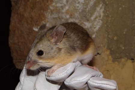 A leaf-eared mouse called&nbsp;Phyllotis vaccarum